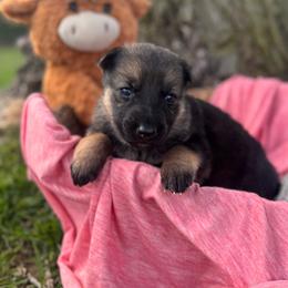 Brigid - Bi-color female German Shepherd puppy in Dover, Delaware from Fornax