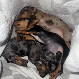 Dachshund Puppies from KCK9 Dachshunds