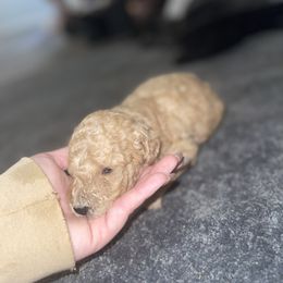Goldendoodle and Weimaraner Puppies from Dandydoodle & Weimaraners