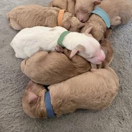 Orange Venus - Red  female Goldendoodle puppy in Cincinnati, Ohio from KSchott Kennels