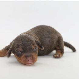 Male 3 - Chocolate and tan male Dachshund puppy in Childress, Texas from Taylor Farms