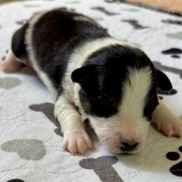 Sadie - Black and white female Border Collie puppy in Rickman, Tennessee from Roaring River Border Collies