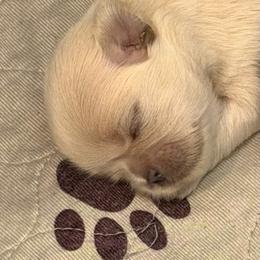 Goldie - Cream and white female Shih Tzu puppy in Reddell, Louisiana from TINYSHIHTZUFURU