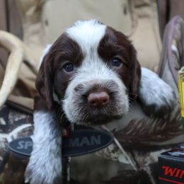English Springer Spaniel Puppies from White Pine Springer Spaniels
