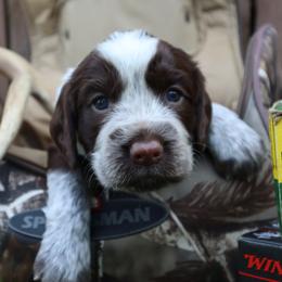 English Springer Spaniel Puppies from White Pine Springer Spaniels