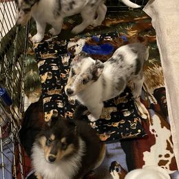 Collie puppies from Diamund Collies