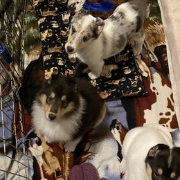 Collie puppies from Diamund Collies