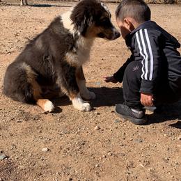 Australian Shepherd Puppies from Oro’z Farm Aussies