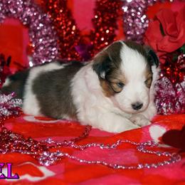 Noel - Sable-White Female - Sable and white female Shetland Sheepdog puppy in Frazeysburg, Ohio from Mountain High Kennels