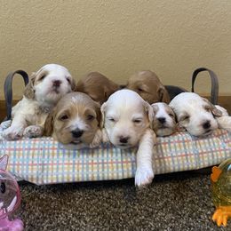 Cockapoo Puppies from Country J Canines