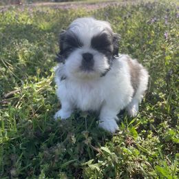 Pekingese Puppies from Ashlyn's Pups
