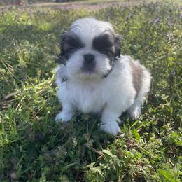 Pekingese Puppies from Ashlyn's Pups