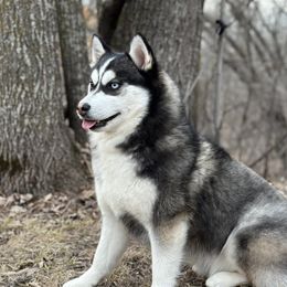 Mishka - Pomsky