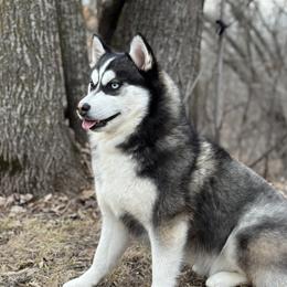 Mishka - Pomsky