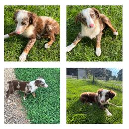 Rocky - Red merle male Miniature Australian Shepherd puppy in Alabama from SBA Aussies