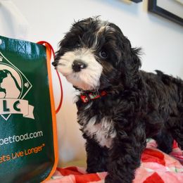 Australian Labradoodle Puppies from Australian Heritage Labradoodles