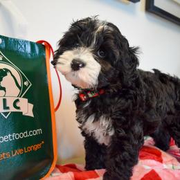 Australian Labradoodle Puppies from Australian Heritage Labradoodles