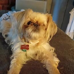 Brussels Griffons from Carol's Brussels Griffon