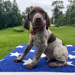Banner - Liver roan male German Shorthaired Pointer puppy in Dugspur, Virginia from Pilgrims Trails Shorthairs
