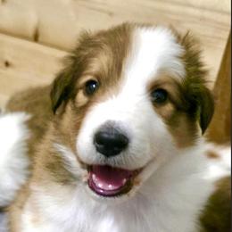 Sami - female Scottish Collie puppy in Newcastle, Wyoming from Wykota 7K Scottish Collies
