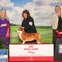 Carly - Cardigan Welsh Corgi