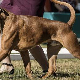 Boxers from Rose’s Supercharged Boxers