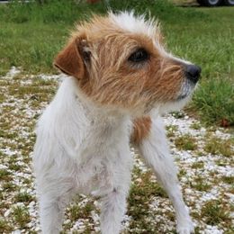 Spinnaker - Jack Russell Terrier