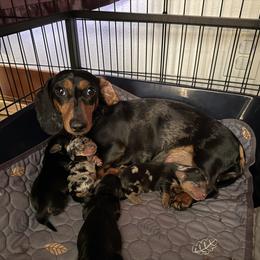 Dachshund Puppies from Little Doxie Farm