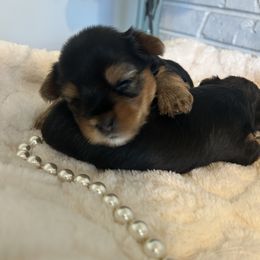Yorkshire Terrier Puppies from XOXO Yorkies