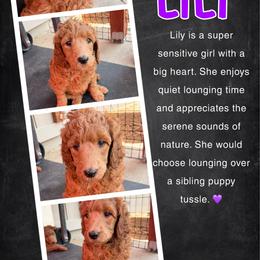Lilly - Red  female Poodle puppy in Sheridan, California from Renegade Standard Poodles