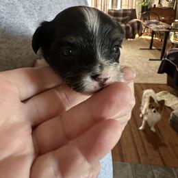 Girl 3 - White and black female Papillon puppy in Middleville, Michigan from Cheryl's Papillons