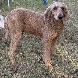 Opal and Aspen - Cream female Poodle puppy in Tyler, Texas from Aukland’s Poms