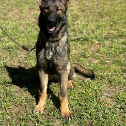 Girl 4 - Sable German Shepherd puppy in Dunn, North Carolina from Von Fousthaus GSDogs