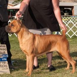Viper - Cane Corso
