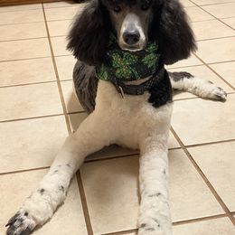 Bentley - Goldendoodle