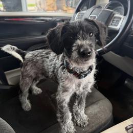 Stella - Black and white female Aussiedoodle puppy in Hopkins, Missouri from Mowry Creek Mini Aussiedoodles and More