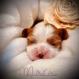 Mara - Blenheim female Cavalier King Charles Spaniel puppy in Boise, Idaho from Poshy Cavaliers