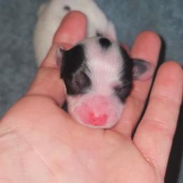 Audrey  photos comming - Piebald female Dachshund puppy in Austin, Texas from Glorious Minis