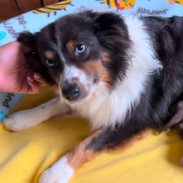 Sofie - Australian Shepherd