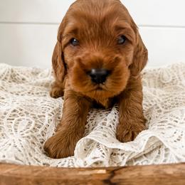 Cavapoo Puppies from Ruby's Cavapoos
