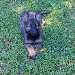 Polly---(Lt. Purple) - Sable female German Shepherd puppy in Florence, Alabama from Penley Shepherds