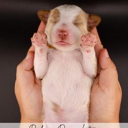 BonBon - Parti male Goldendoodle puppy in Comanche, Texas from Central Texas Doodles, LLC.