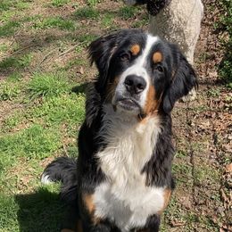 MoMo - Bernese Mountain Dog