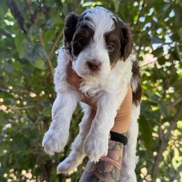 Everest - Tri-color male Bernedoodle puppy in Horseshoe Bend, Idaho from Over the Moon Poodles and Doodles