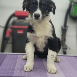 Fling - Black tri-color male Australian Shepherd puppy in Trout Run, Pennsylvania from Rose Valley Aussies