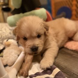 Boy 5 - male Golden Retriever puppy in Mullins, South Carolina from Rainyday Goldens