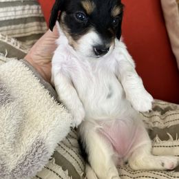 Dachshund Puppies from Weiner Dog Ranch