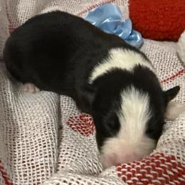 Atlas - Black and white male Border Collie puppy in Mckinney, Texas from Border Collies of Ruidoso