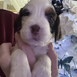 Pink collar - Liver white and tan female English Springer Spaniel puppy in Elma, Washington from McCartney Springer’s
