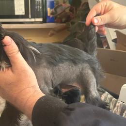 Hairless male - Black and white male Chinese Crested puppy in Agricola, Mississippi from Xiao Lin Chinese Cresteds